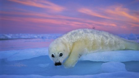 Байкальская Нерпа Белек