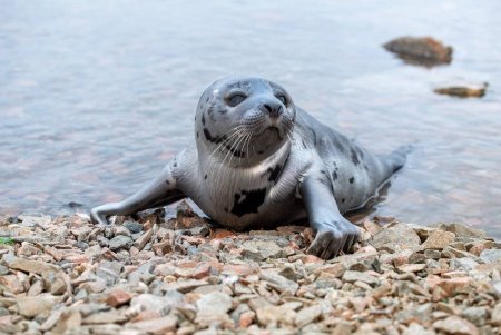 Нерпа Баренцева моря