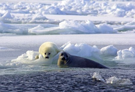 Байкальская Нерпа Белек