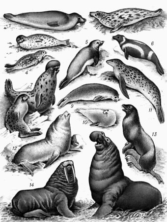 Морские млекопитающие ластоногие