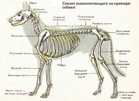 Олень анатомия ног