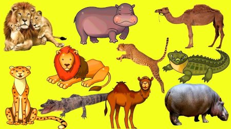 Раскраски. Животные