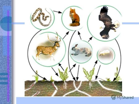 Пищевые связи в природе