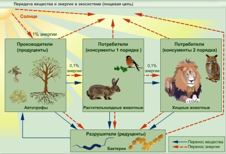 Консументы в широколиственном лесу