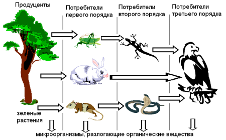 Трофические уровни экосистемы схема