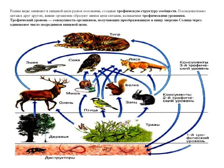 Цепи питания 8к биология