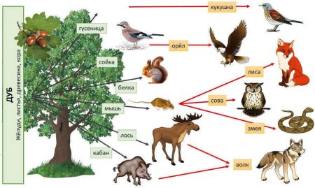 Широколиственные леса цепь питания