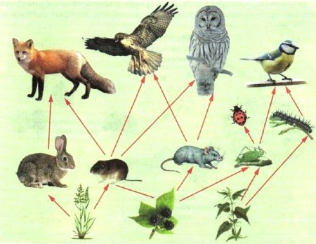 Пищевая цепь трофические связи