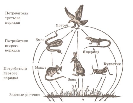 Цепь питания продуценты консументы редуценты