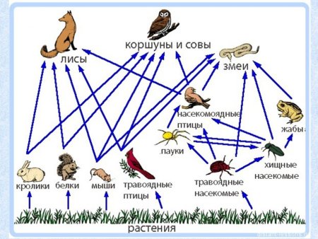 Схему уровней трофической пищевой цепи.
