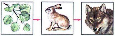 Цепь питания осина заяц волк