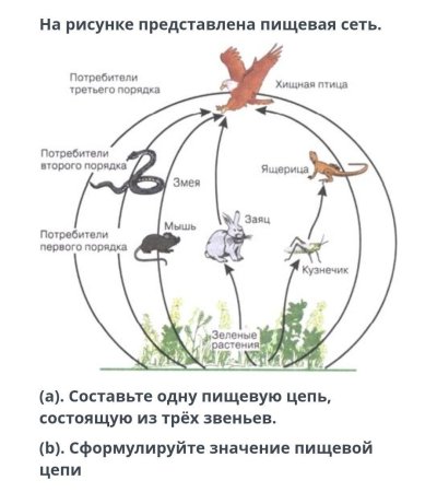 Пищевые цепи естественной экосистемы
