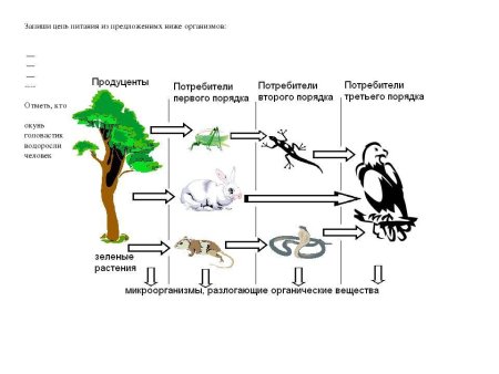 Трофическая цепь, пищевая цепь, цепь питания есть: