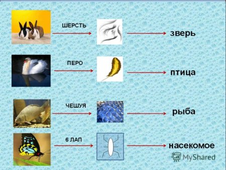 Важнейшие признаки насекомых рыб птиц зверей