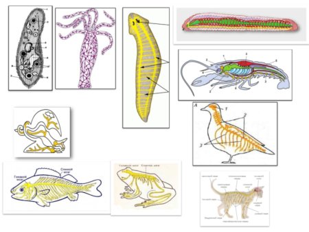 Типы нервной системы у животных