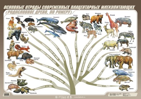 Филогенетическое дерево млекопитающих