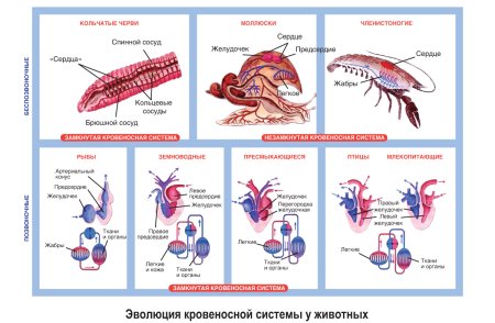 Эволюция кровеносной системы у беспозвоночных животных