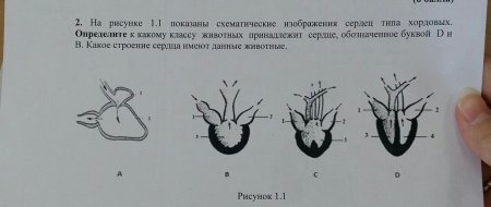 Сердца классов животных