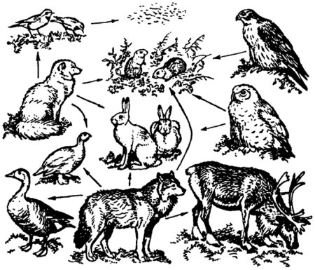 Биоценоз цепи питания куропатка