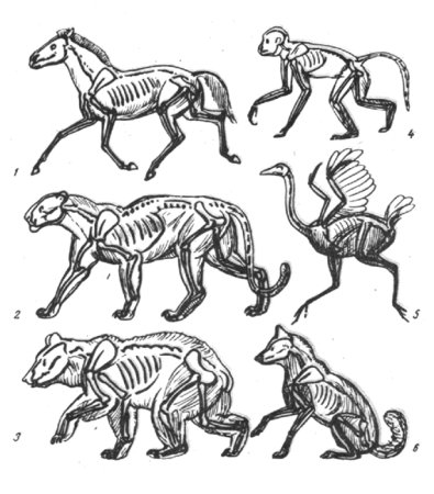 Животное в разных движениях