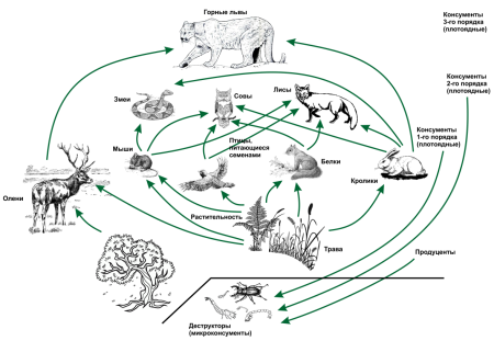 Схема пищевой сети Лесной экосистемы (по и.а. Шигареву, 1995)