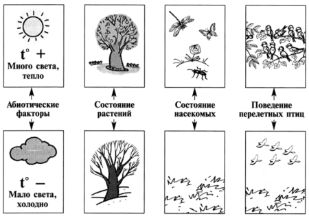 Графическая модель для дошкольников