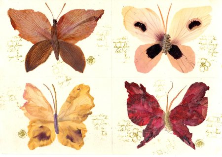 Гербарий из бабочек