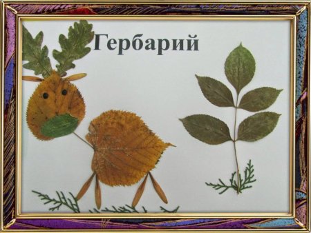 Гербарий для детского сада