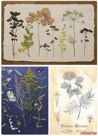 Гербарий рисунок