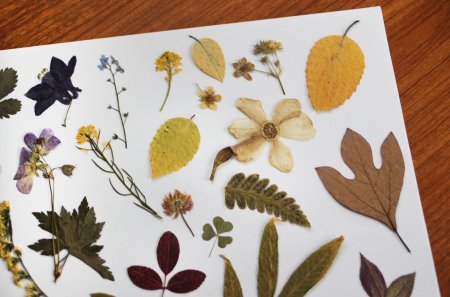 Гербарий листья деревьев для детского сада