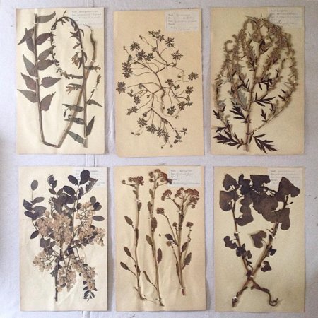 Гербарий Ивана Петровича Петрова