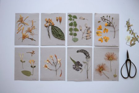 Гербарий семян биология