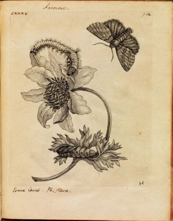 Мария-Сибилла Мериан Гравюры