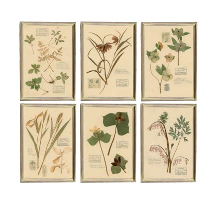 Ботаническая этикетка для гербария