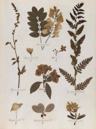 Гербарий Эмили Дикинсон