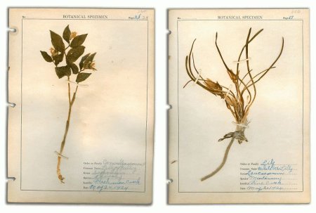 Монтировка гербария