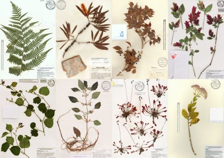 Usnea barbata гербарий