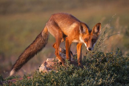 Животные лесов Ростовской области