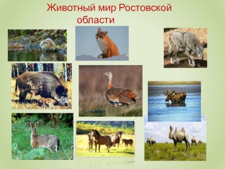 Хищники донских степей