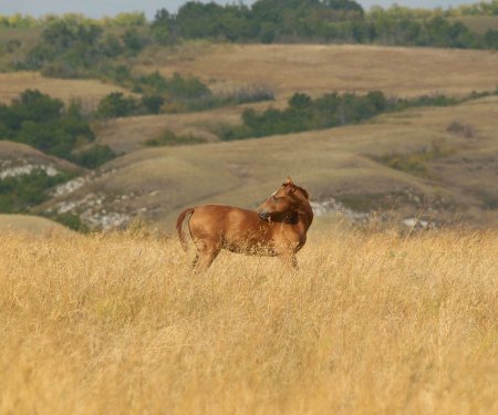 Лошади в поле раскраска для детей