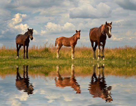 Рисунки на тему Донской край