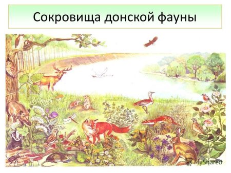 Животные Донского края презентация
