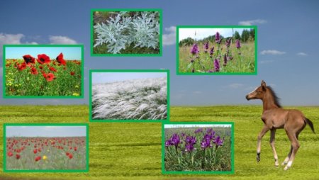 Хорь-перевязка дети