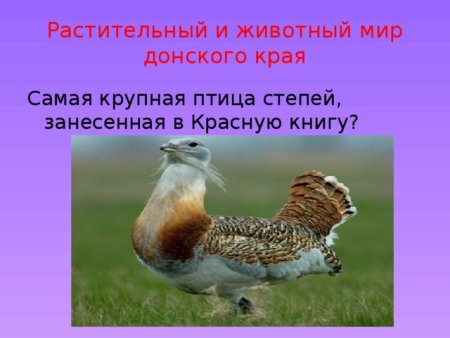 Разнообразие природы Донского края Ростовская область