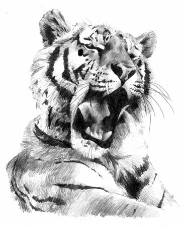 Тигр эскиз