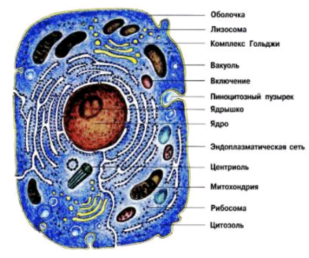 Эуконоэтические клетки строение