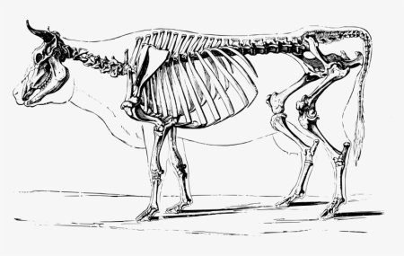 Скелет парнокопытных