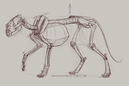 Скелеты животных для рисования