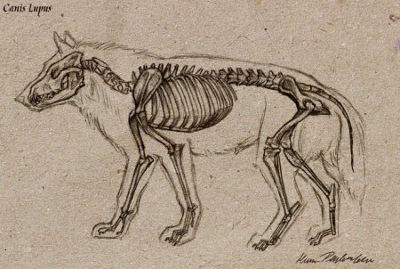 Скелет волка