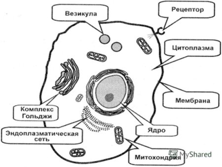 Клетка биология строение схема
